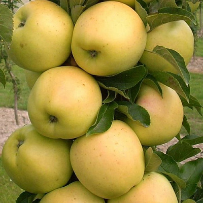 Яблоня колонновидная в Павлодаре