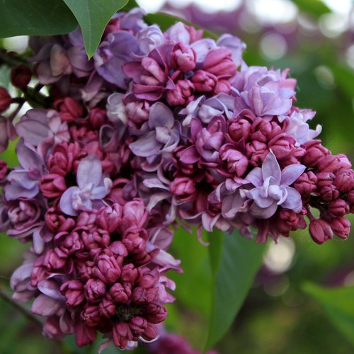 Сирень П.П.КОНЧАЛОВСКИЙ в Павлодаре