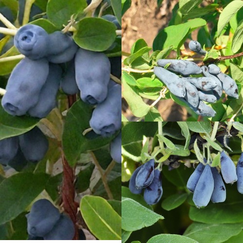 Комплект СЕВЕРНЫЕ ВИТАМИНЫ в Павлодаре