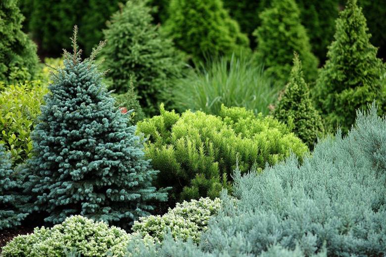 Саженцы хвойных растений — зелёный сад круглый год