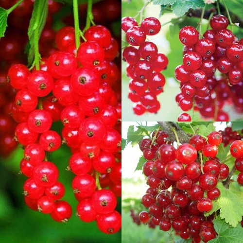 Комплект КРАСНЫЙ УРОЖАЙ в Павлодаре