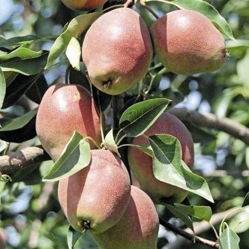 Груша КИРГИЗСКАЯ ЗИМНЯЯ в Павлодаре