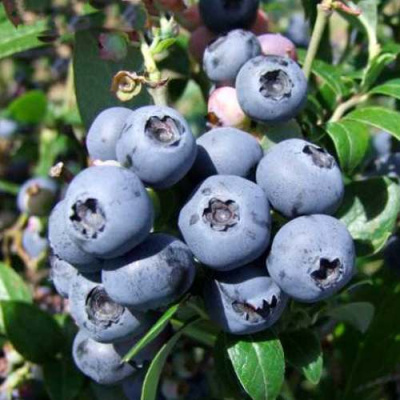 Голубика НОРТБЛЮ в Павлодаре