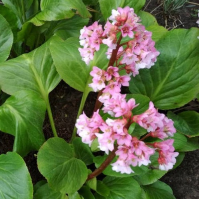 Бадан БЭБИ ДОЛЛ в Павлодаре