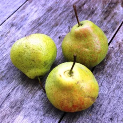 Груша ФЕЕРИЯ в Павлодаре