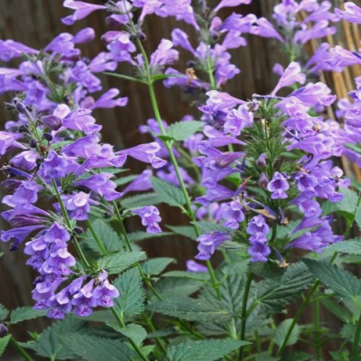 Котовник БЛЮ ДРИМС полусидячий в Павлодаре