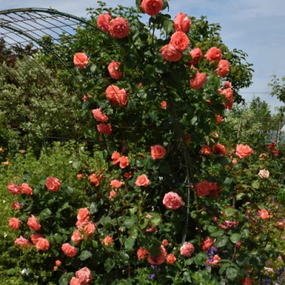 Роза ДИ ДИ БРИДЖУОТЕР плетистая в Павлодаре