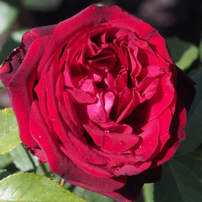 Роза АДМИРАЛ чайно-гибридная  в Павлодаре