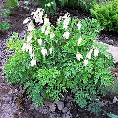 Дицентра красивая АВРОРА в Павлодаре