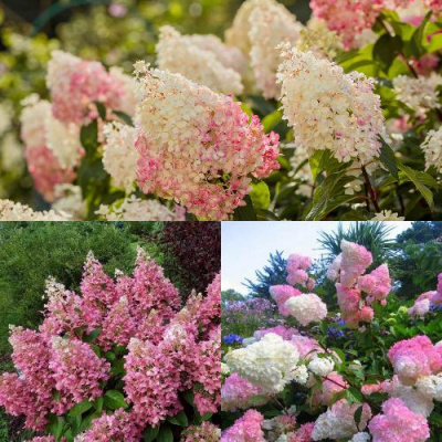 Комплект ЯГОДНОЕ МОРОЖЕНОЕ в Павлодаре