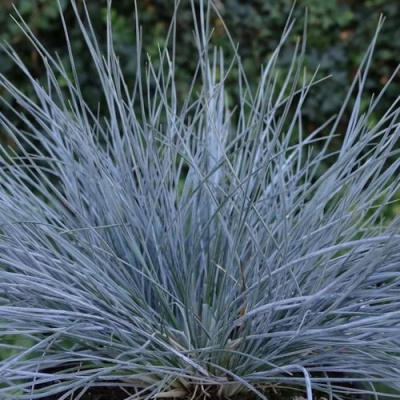 Овсяница АЙСФОГЕЛЬ сизая в Павлодаре