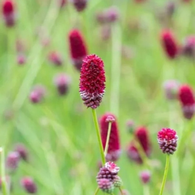 Кровохлебка БИТЛВИНГЗ в Павлодаре