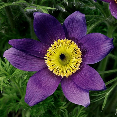 Прострел ПИНВИЛ БЛЮ ШЕЙДЕС в Павлодаре