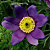 Прострел ПИНВИЛ БЛЮ ШЕЙДЕС в Павлодаре