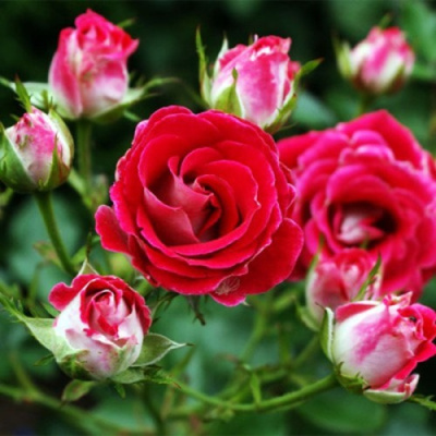 Роза ШОНЕ КОБЛЕНЦЕРИН флорибунда в Павлодаре