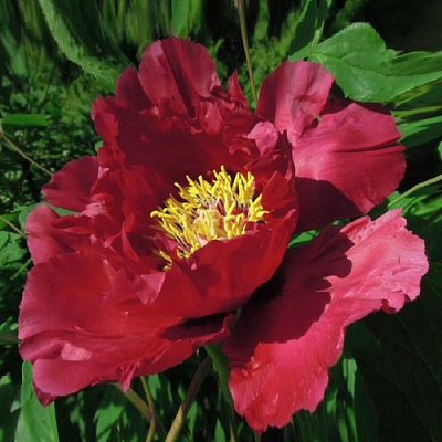 Пион КРАСНЫЙ ЛОТОС древовидный в Павлодаре