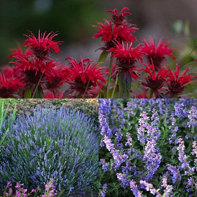 Комплект АРОМАТНЫЙ ЧАЙ в Павлодаре