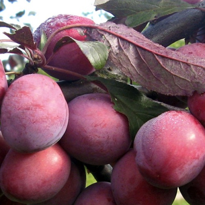 Слива ПАННА  в Павлодаре