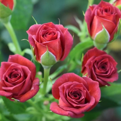 Роза ЧОКОЧИНО спрей в Павлодаре