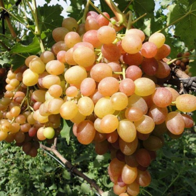 Виноград ХАМЕЛЕОН в Павлодаре