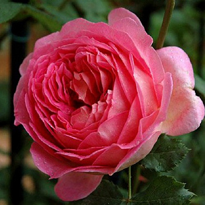 Роза ДЖУБИЛИ СЕЛЕБРЕЙШН английская в Павлодаре