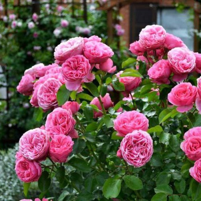 Роза КЕЛЬНЕР ФЛОРА шраб в Павлодаре