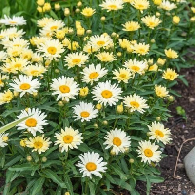 Нивяник БРОДВЕЙ ЛАЙТС великолепный в Павлодаре