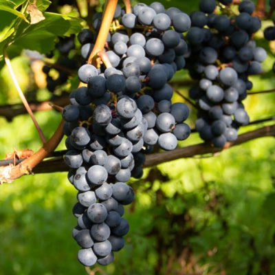 Виноград АМУРСКИЙ ПОТАПЕНКО в Павлодаре
