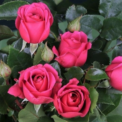 Роза ЛАВ ЛЕТТЕР флорибунда в Павлодаре