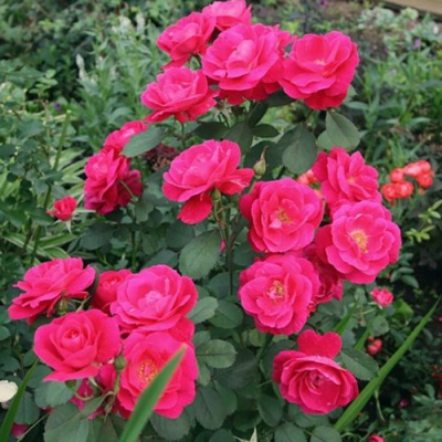 Роза ДЖОРДЖ ВАНКУВЕР флорибунда в Павлодаре