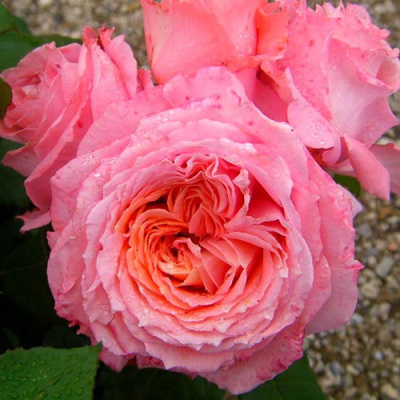 Роза ИНСТИТУТ ЛЮМЬЕР шраб в Павлодаре