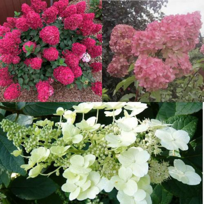 Комплект САД ЭМОЦИЙ в Павлодаре