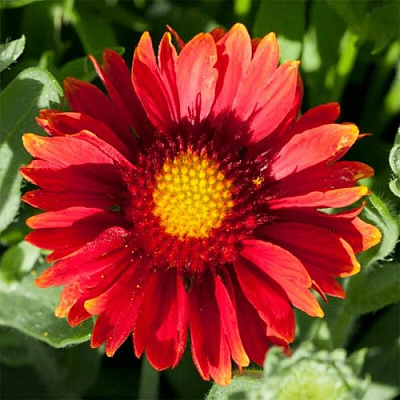 Гайлардия АРИЗОНА РЕД ШЕЙДС в Павлодаре