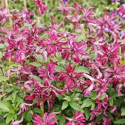 Клематис РОЗАЛИН в Павлодаре