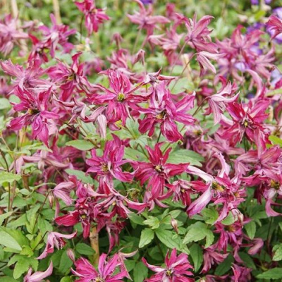 Клематис РОЗАЛИН в Павлодаре