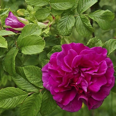 Шиповник ХАНСА в Павлодаре