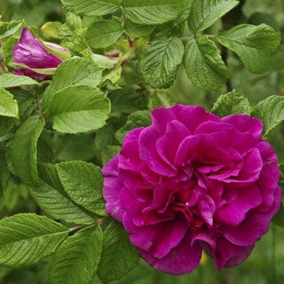 Шиповник ХАНСА в Павлодаре