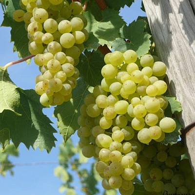 Виноград СОЛЯРИС в Павлодаре