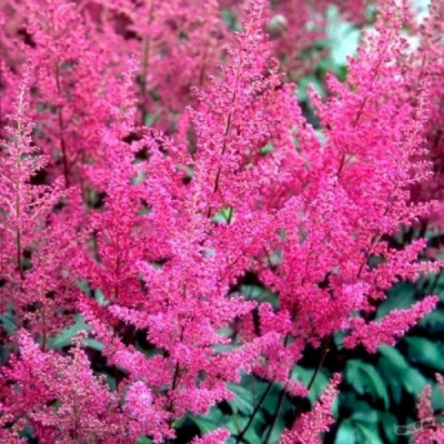 Астильба ЭЛИЗАБЕТ ВАН ВИН японская в Павлодаре