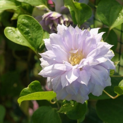 Клематис БЕЛЬ ОФ ВОРКИНГ в Павлодаре