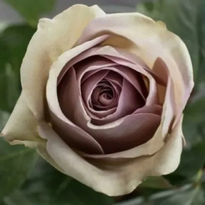 Роза АМНЕЗИЯ чайно-гибридная в Павлодаре