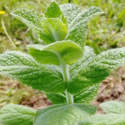 Мята яблочная в Павлодаре