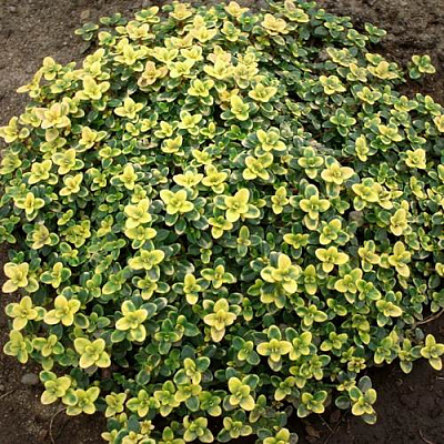 Тимьян ДОННА ВАЛЕЙ лимоннопахнущий в Павлодаре