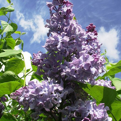 Сирень КРЫЛЬЯ НАДЕЖДЫ в Павлодаре