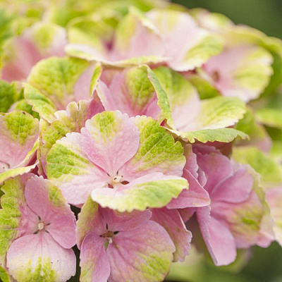 Гортензия МЭДЖИКАЛ КРИСТАЛЛ крупнолистная в Павлодаре