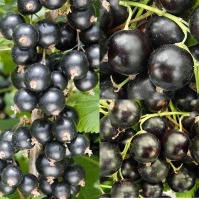 Комплект ЧЕРНАЯ СИЛА в Павлодаре