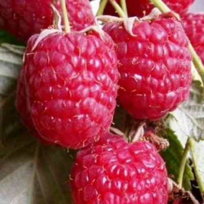 Малина ГЕРАКЛ в Павлодаре