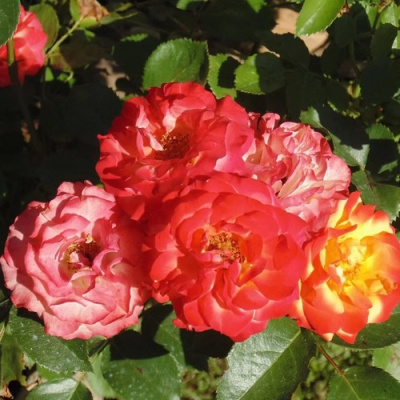 Роза ТАЙФУН спрей в Павлодаре