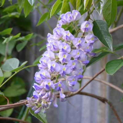 Глициния макростахия БЛЮ МУН в Павлодаре