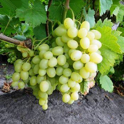 Виноград НАДЕЖДА АКСАЙСКАЯ в Павлодаре